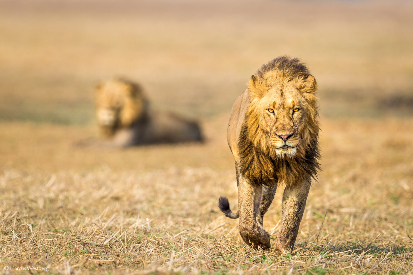 Scientists discover the unique signature of a lion's roar using machine  learning