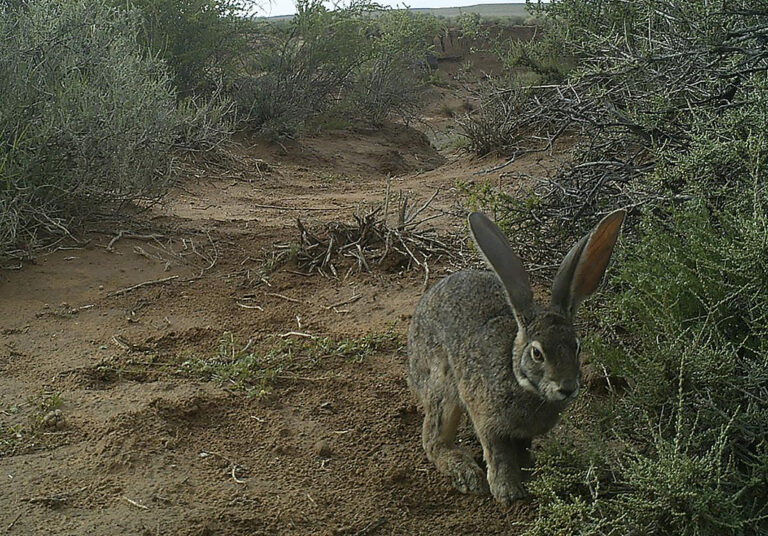 Unveiling the mysteries of the riverine rabbit Africa Geographic