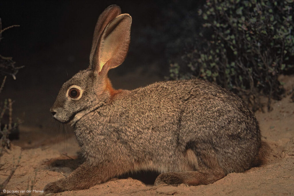 Unveiling the mysteries of the riverine rabbit Africa Geographic