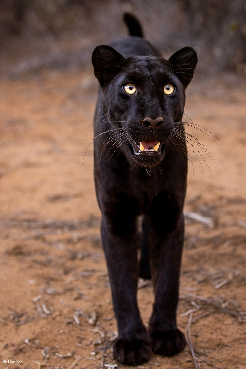 Extraordinary Rare Photos Show Stunning Black Panther in African