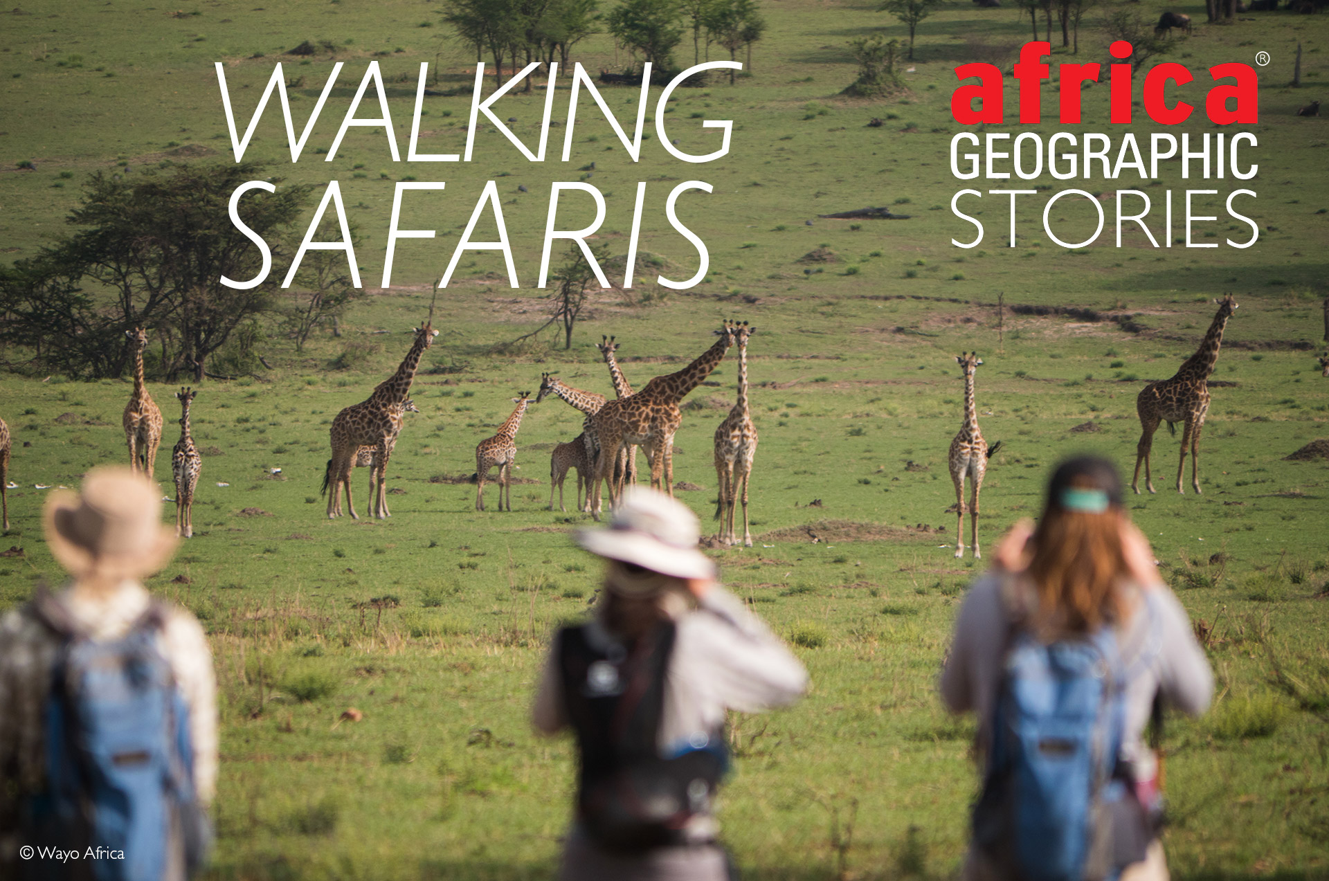 Walking safaris