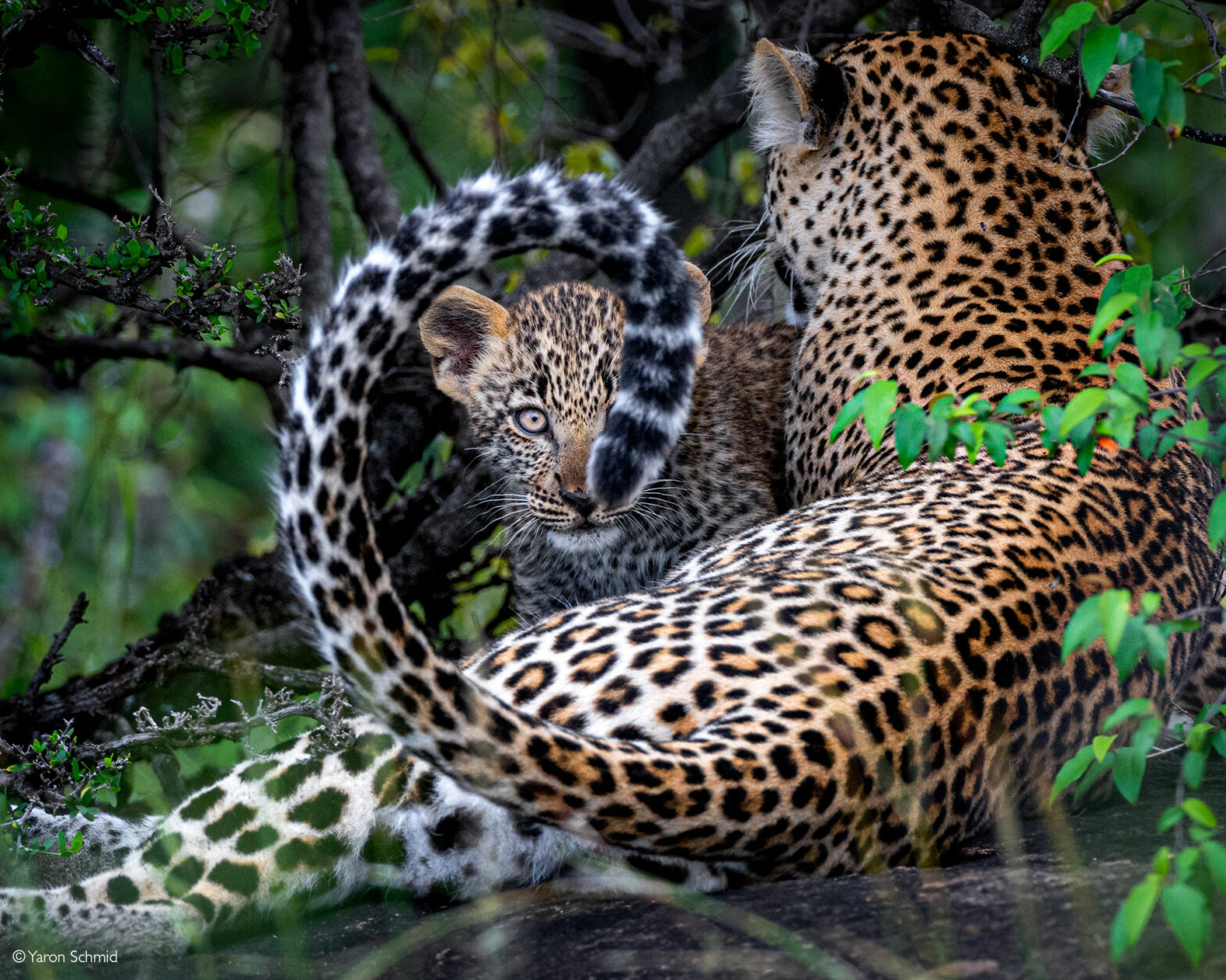 https://africageographic.com/wp-content/uploads/2024/01/Yaron-Schmid-Leopard-cub-framed-by-its-mother-Maasai-Mara-National-Reserve-Kenya-cover-with-watermark-1568x1254.jpg