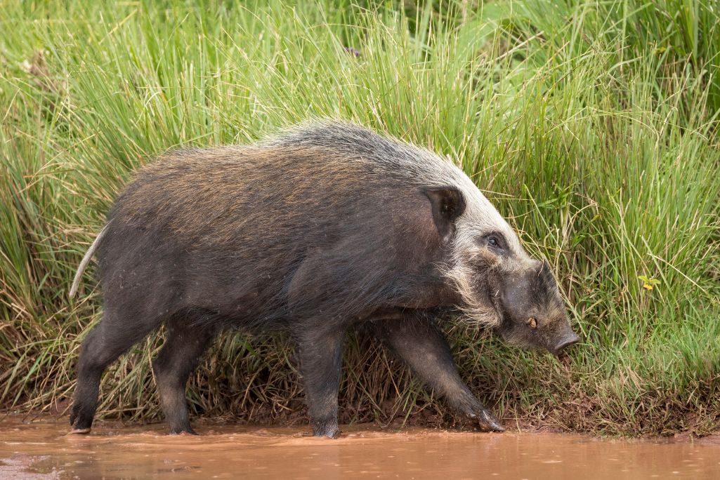 bushpig