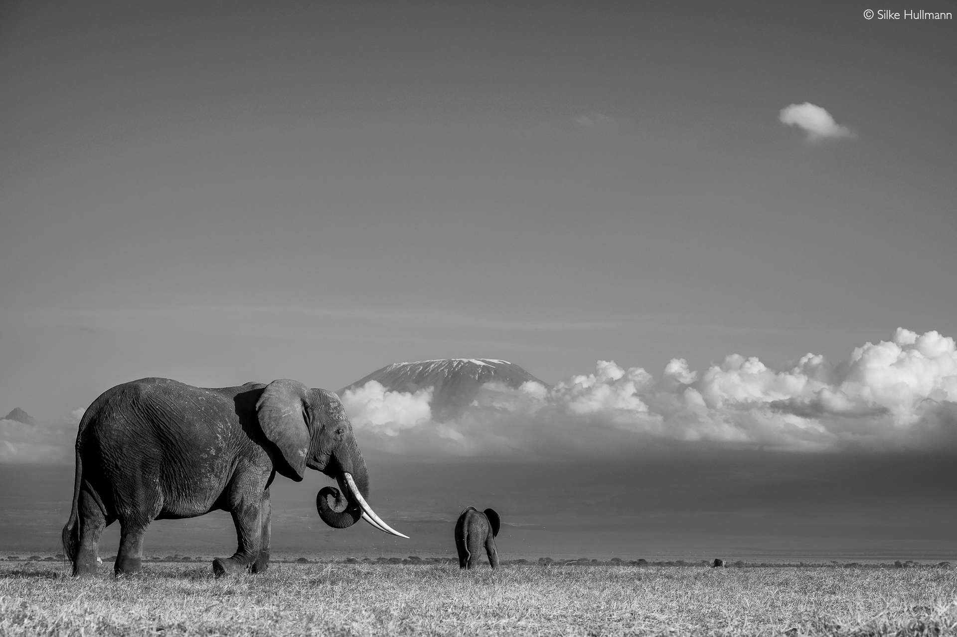 Amboseli super tuskers down to 10 as trophy hunters operate in stealth mode - Africa Geographic