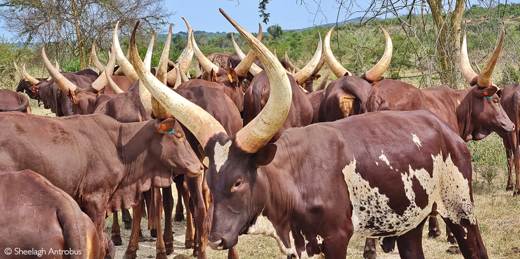 Ankoli cattle, Rwanda