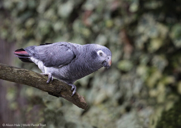 Africa's Parrots - Africa Geographic