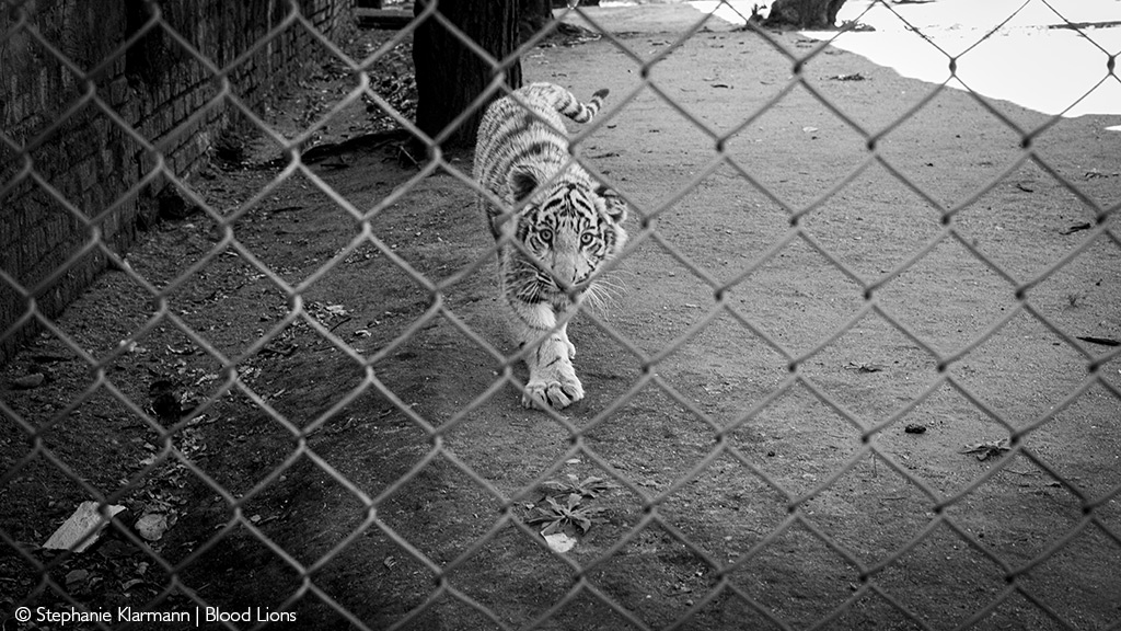 caged tiger