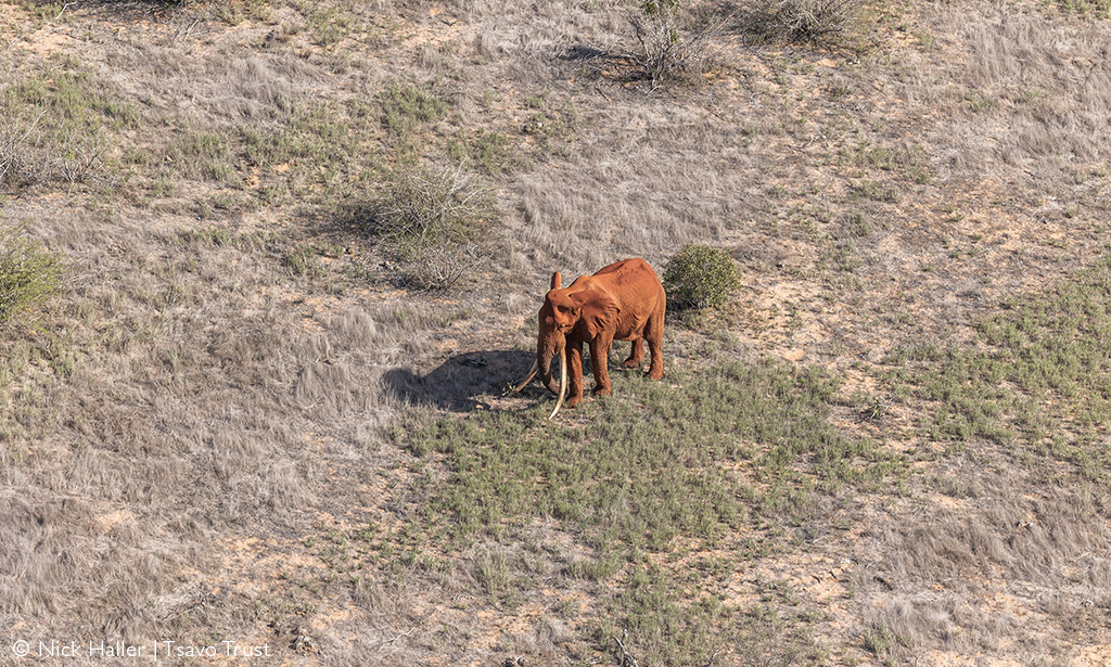 Tsavo Trust