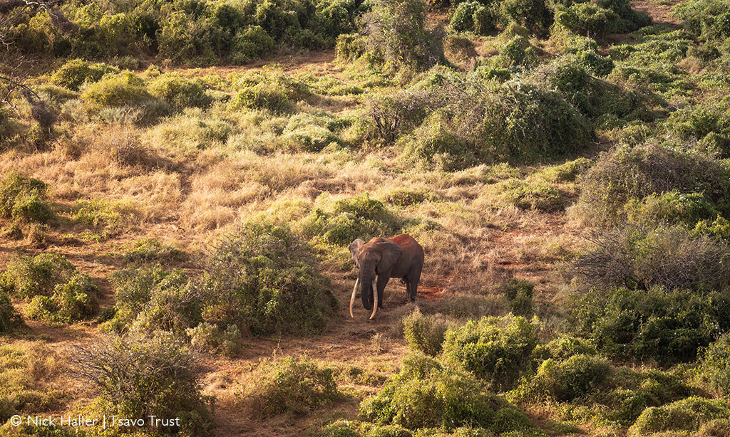 Tsavo Trust