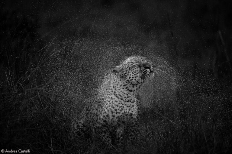 Photographer of the Year 2024 Winners - Africa Geographic