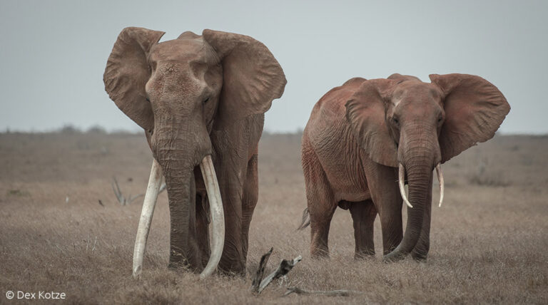 Guarding tuskers - Africa Geographic