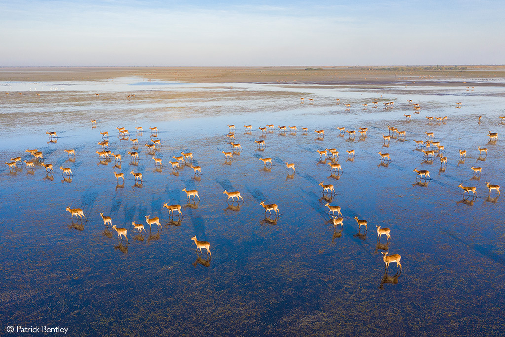 Bangweulu