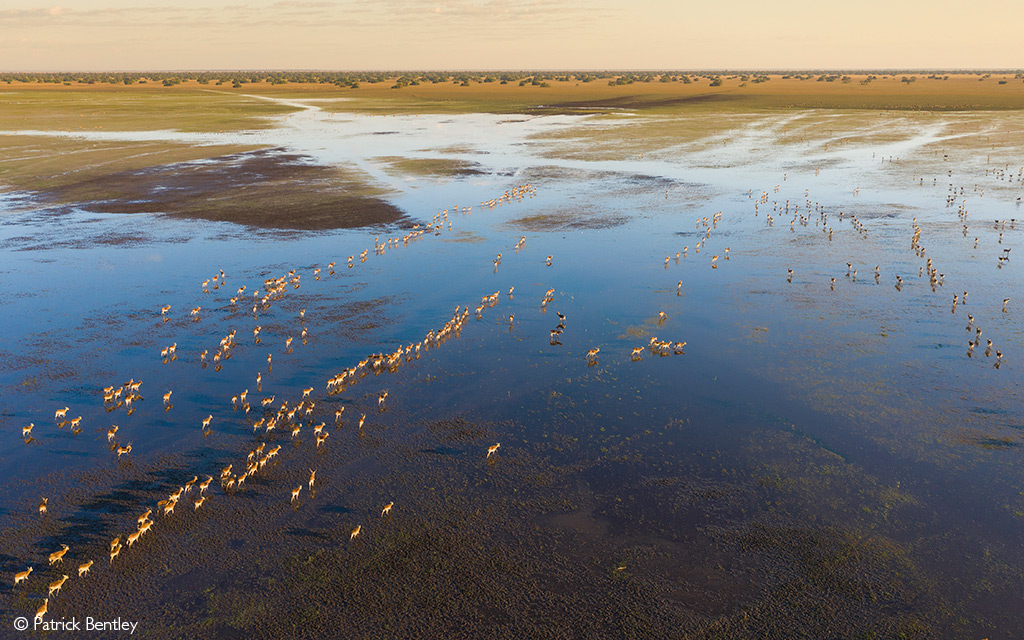 Bangweulu