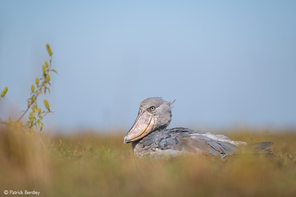 Boundless Bangweulu - Africa Geographic