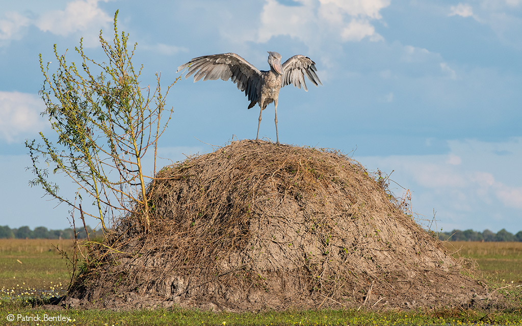 Bangweulu