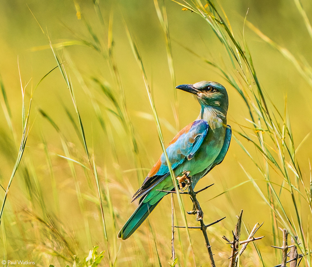 European rollers