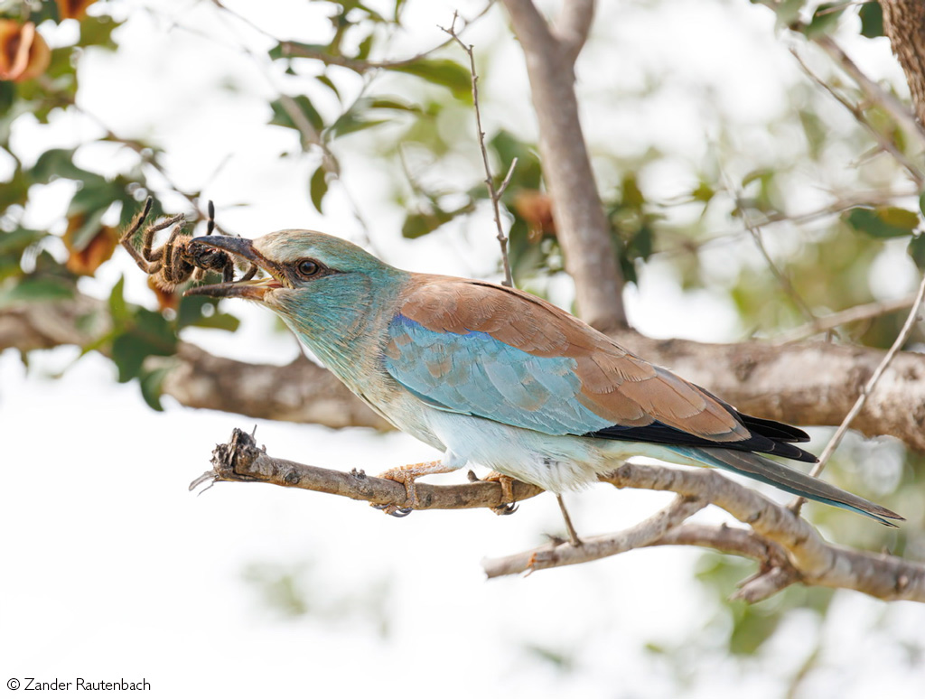 European rollers