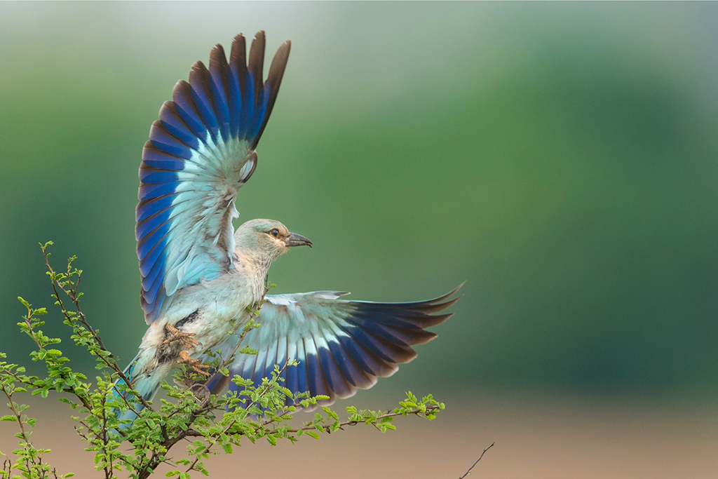 European rollers