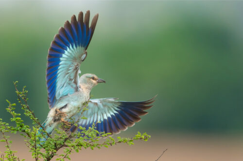 European roller