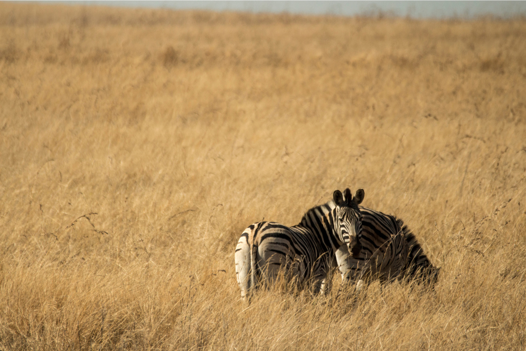 grasslands