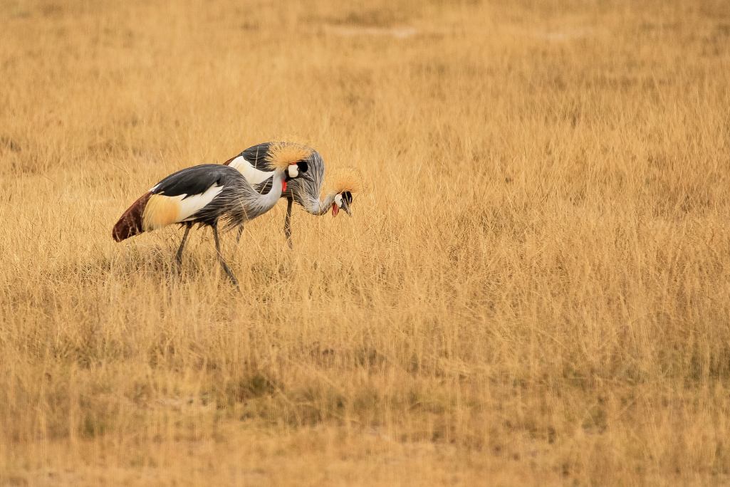 grasslands