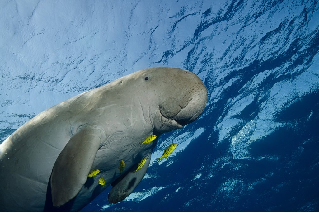 dugongs