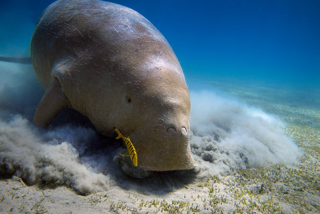 dugongs