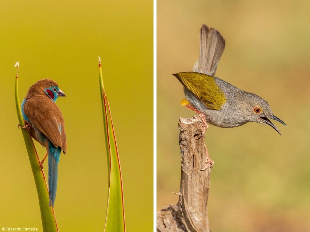 birding safari