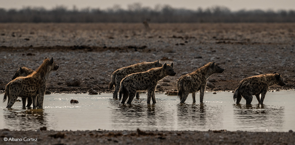 hyena