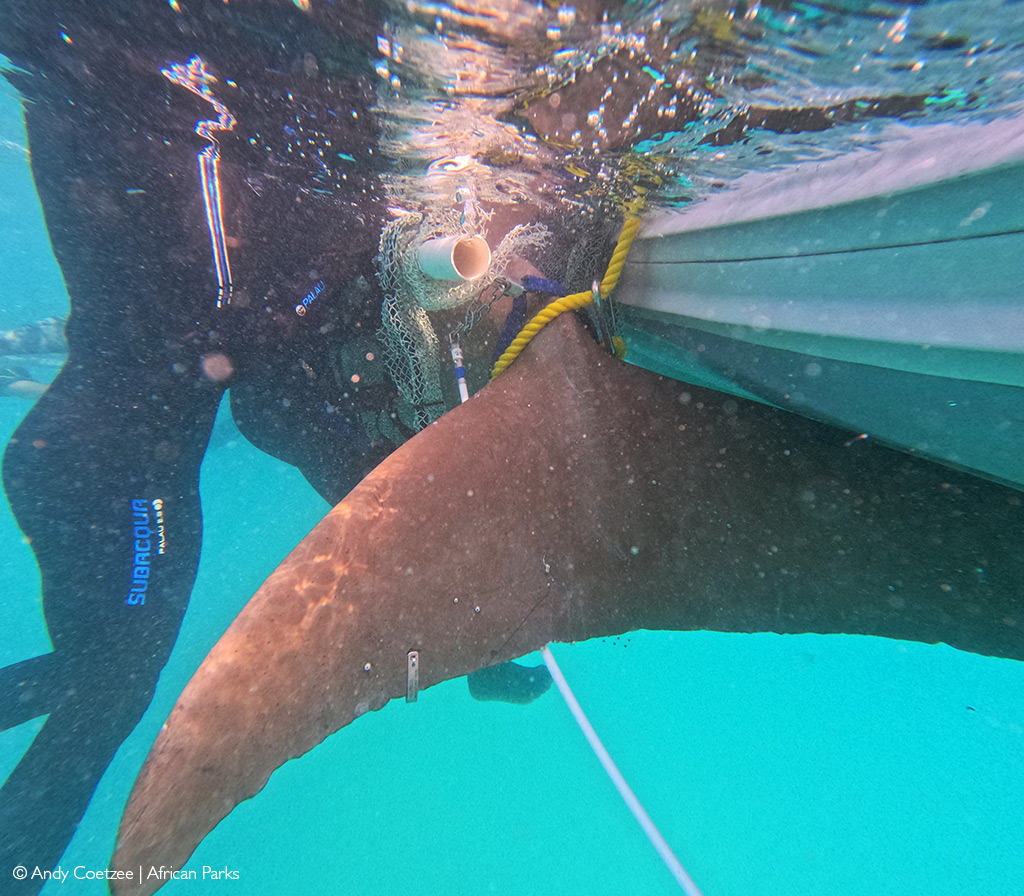 Dugong tagging