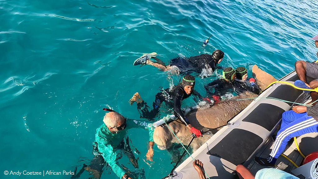 dugongs