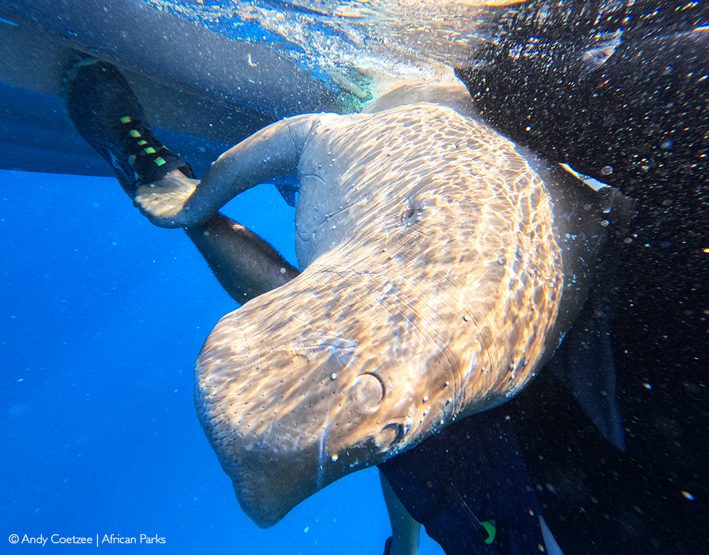 Dugong tagging