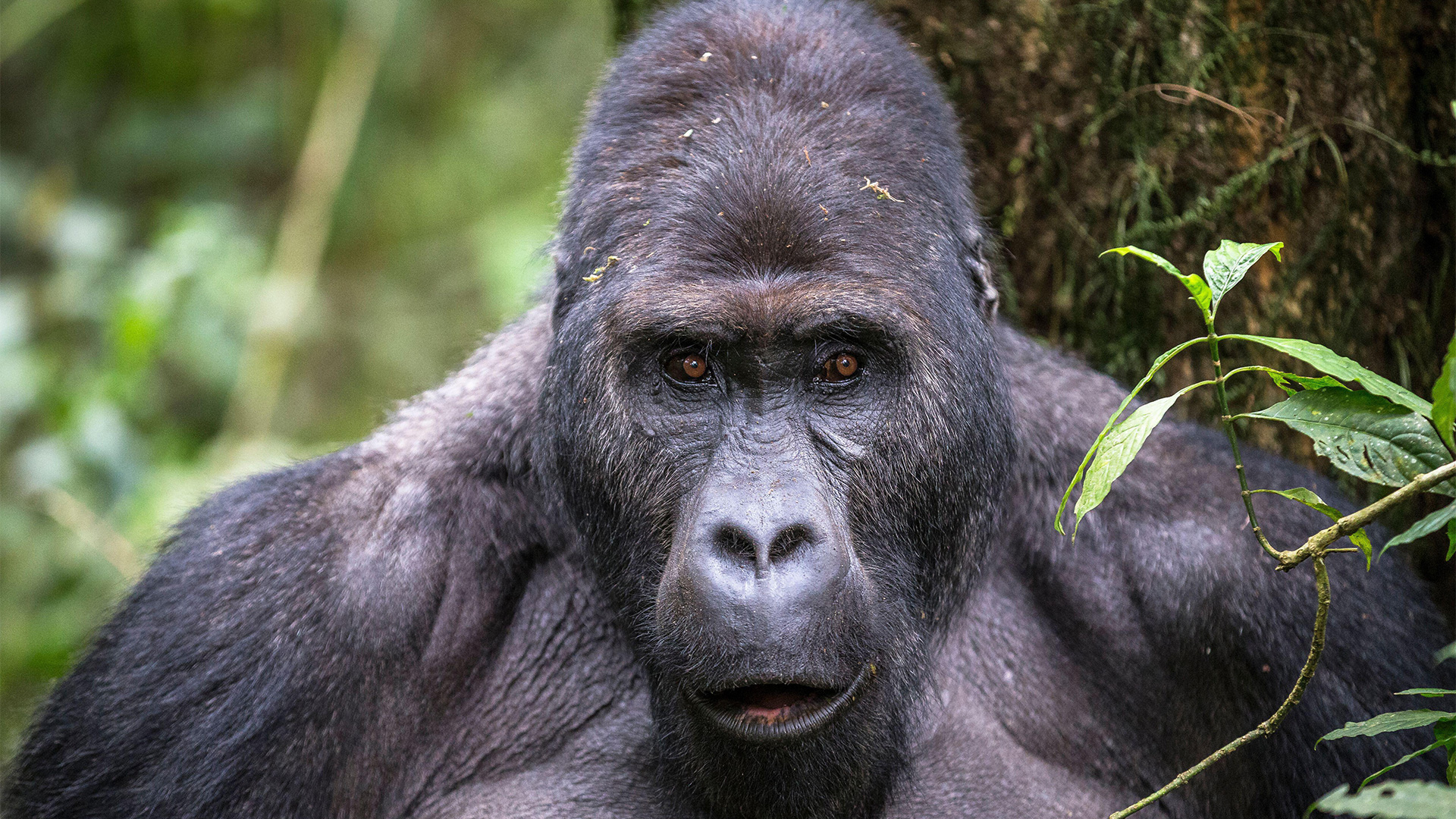 eastern lowland gorilla