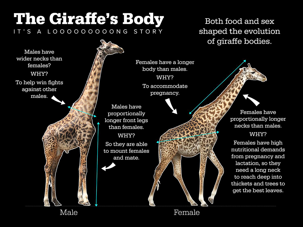 giraffe