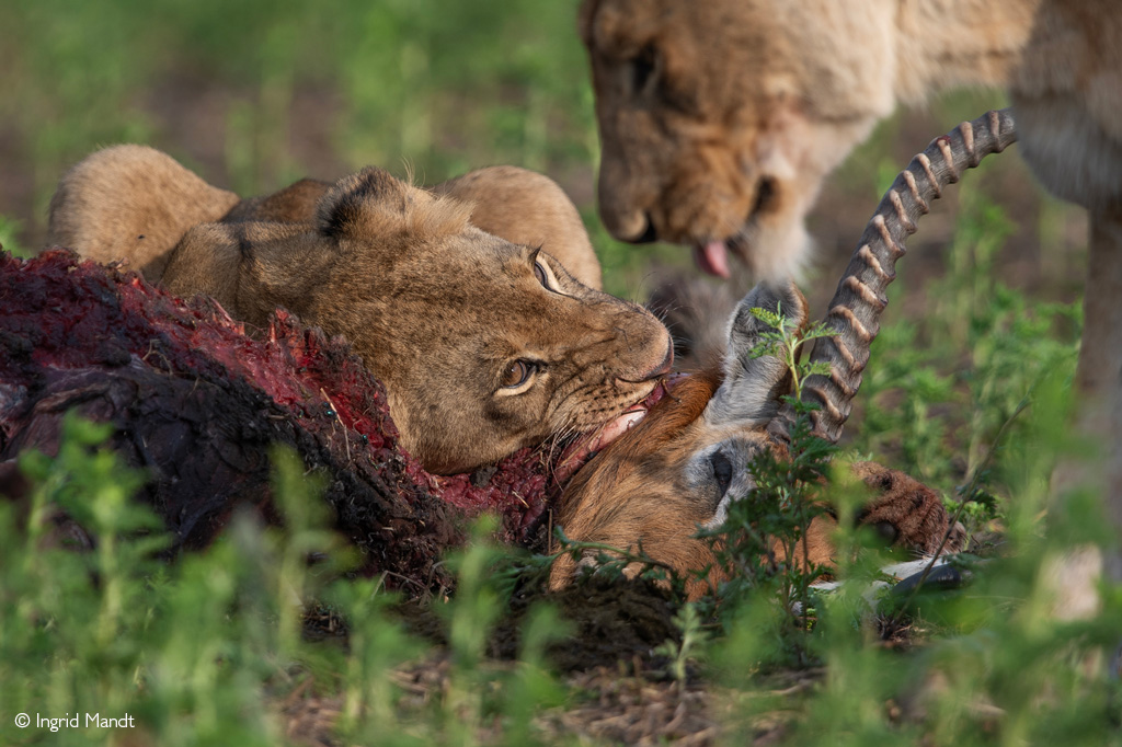 Busanga Plains