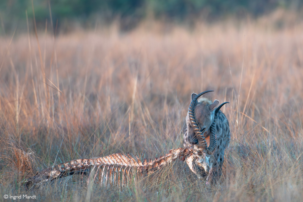 Busanga Plains