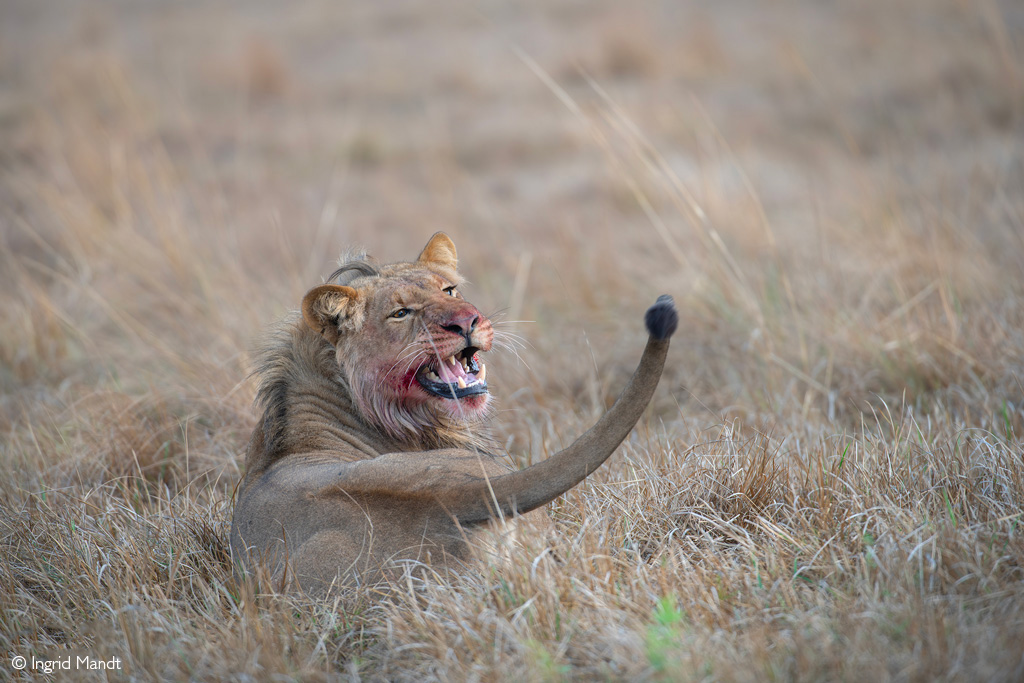 Busanga Plains