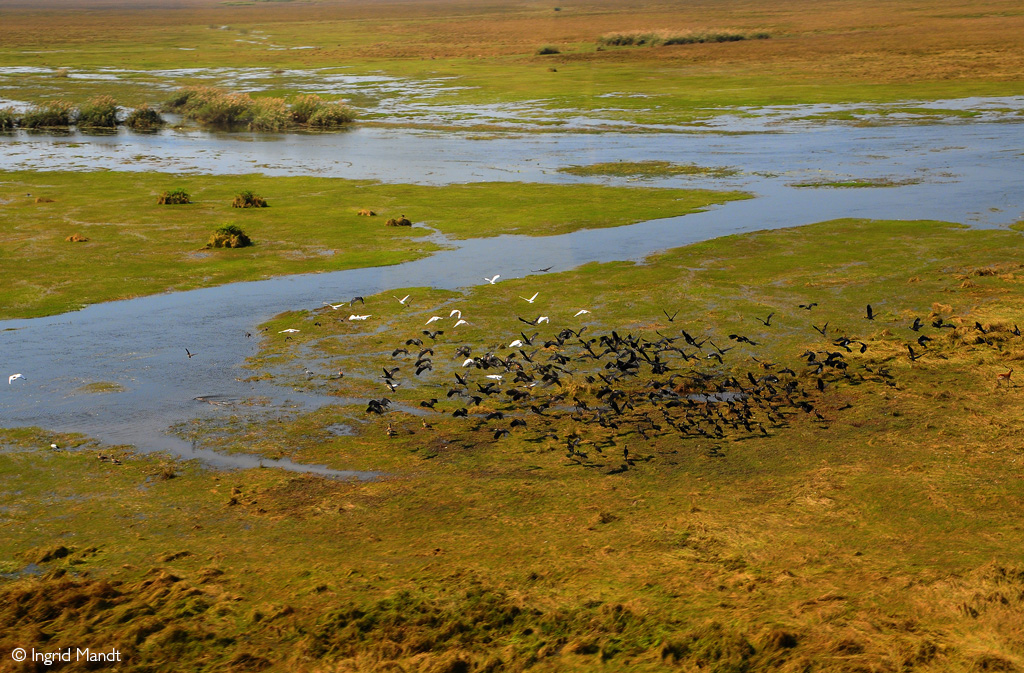 Busanga Plains