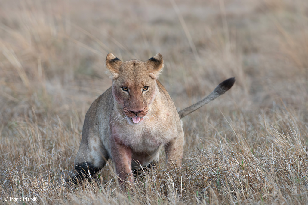 Busanga Plains