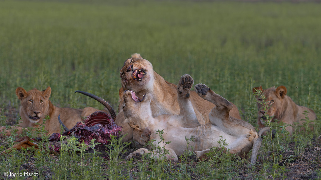 African safari