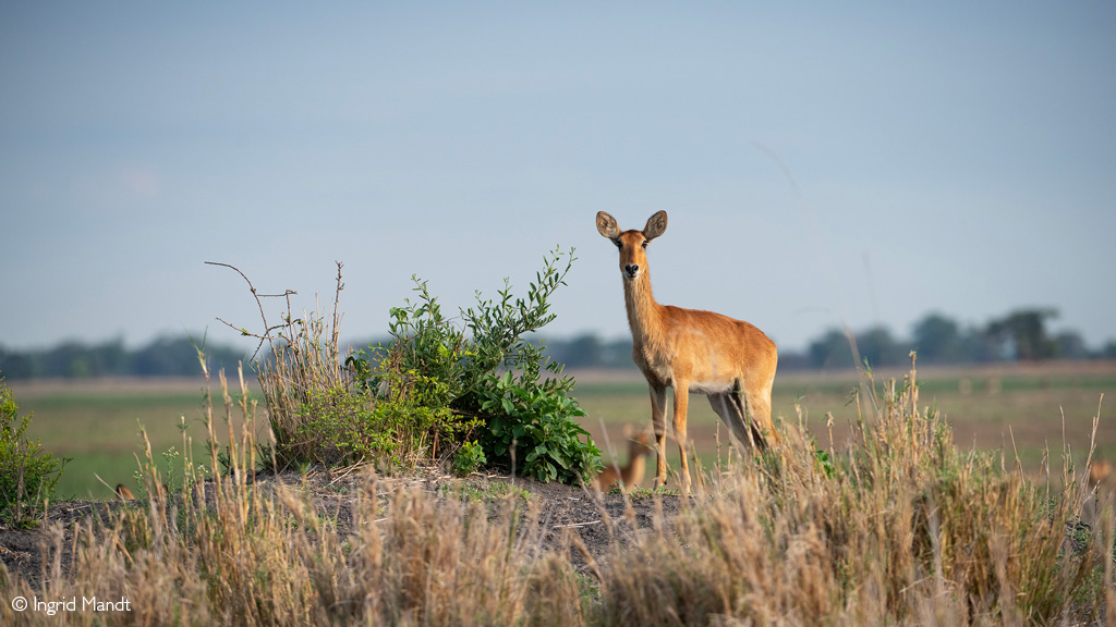 Busanga Plains