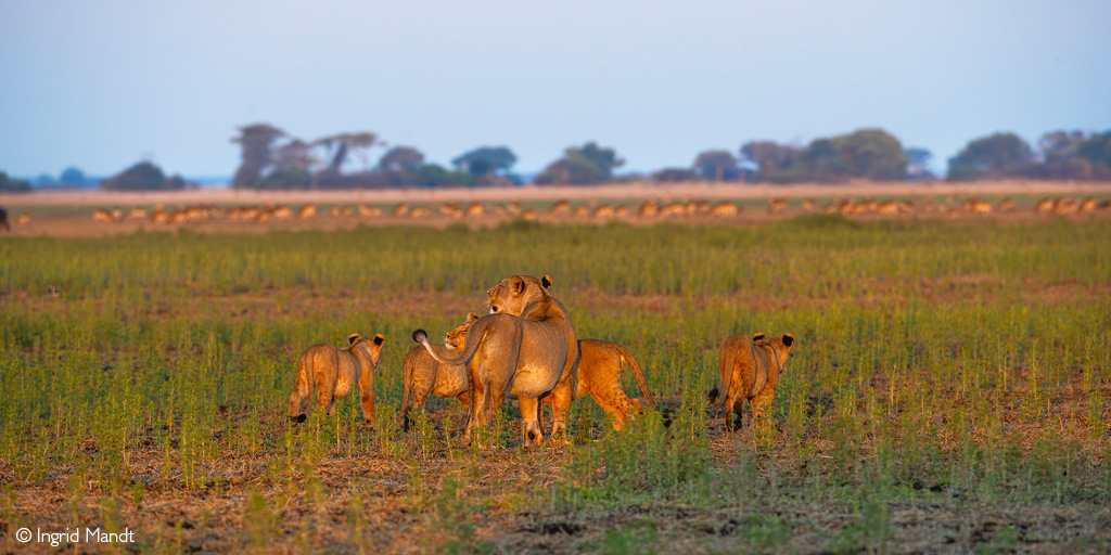 African safari