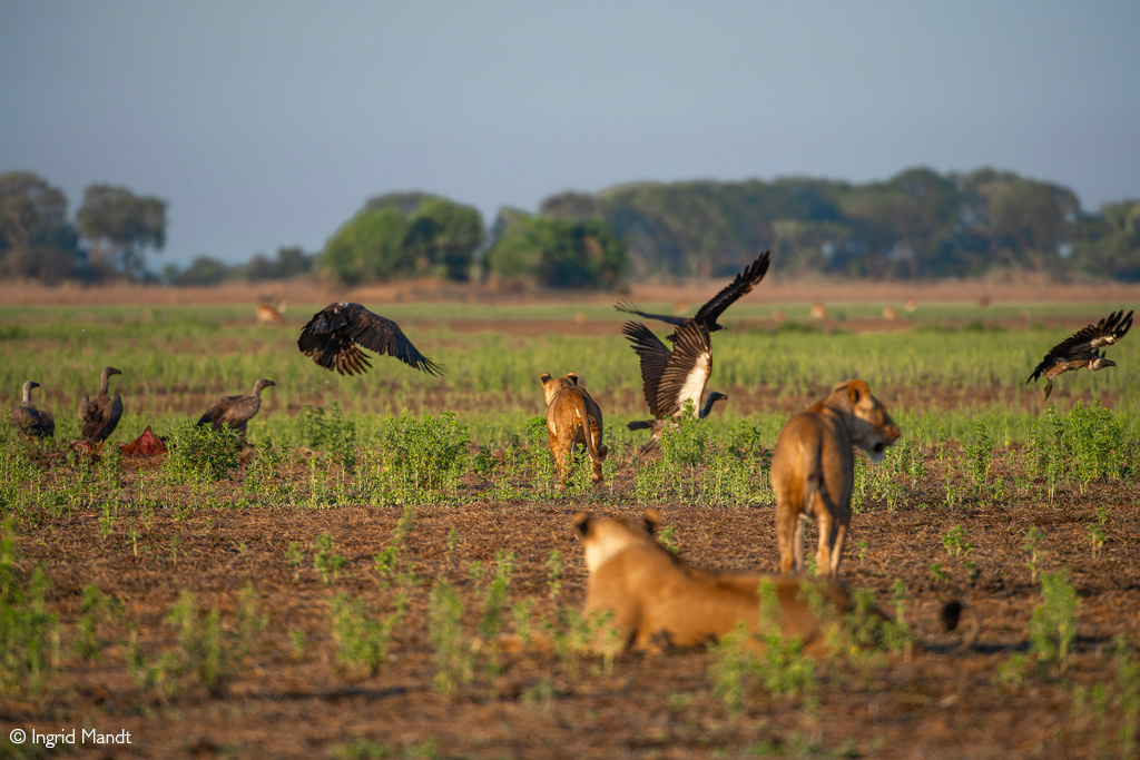 Busanga Plains