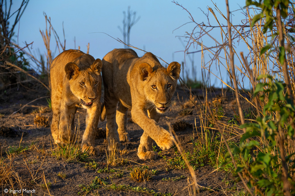 Busanga Plains