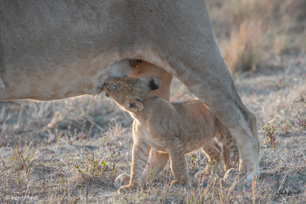 African safari