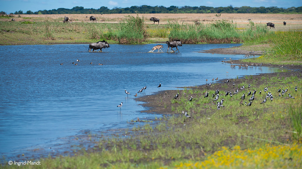 African safari