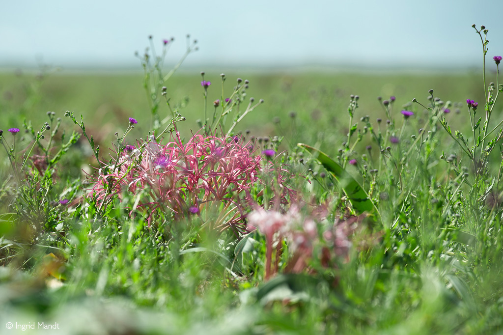 Liuwa Plain