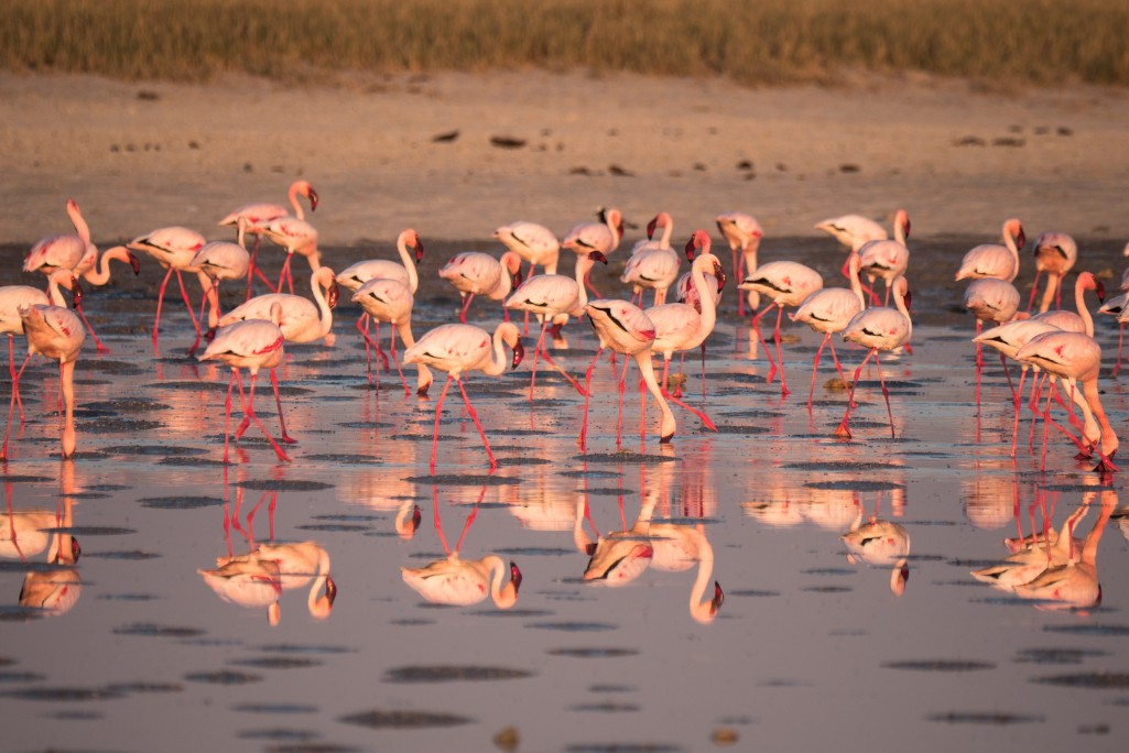 flamingos