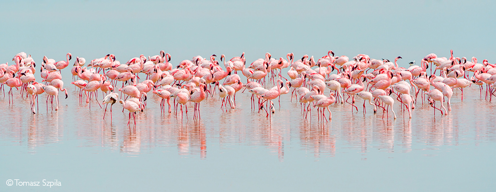 flamingos