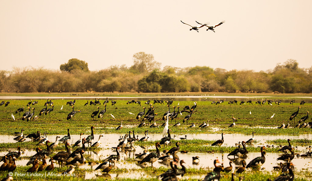 bird life Chad African safari